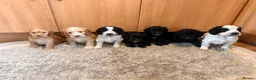 Cockapoo dogs for sale: 🏡Ready to leave cockerpoos 🐶🏡 in Marlborough - Advert 2