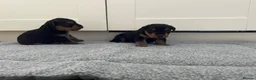 Airedale Terrier dogs for sale: Beautiful Airedale terrier puppies  - Advert 9