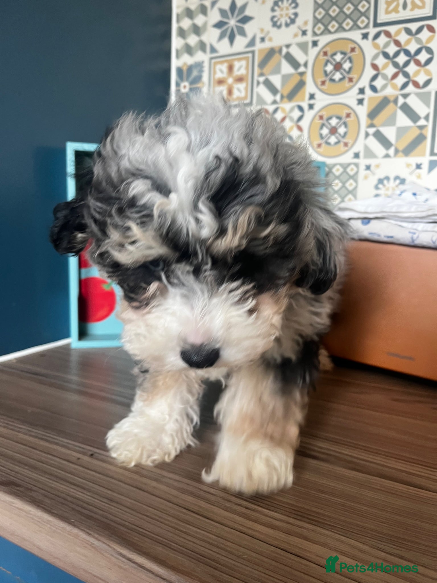 Maltipoo dogs 1 Merle boy left- Ready to leave   - Advert 18