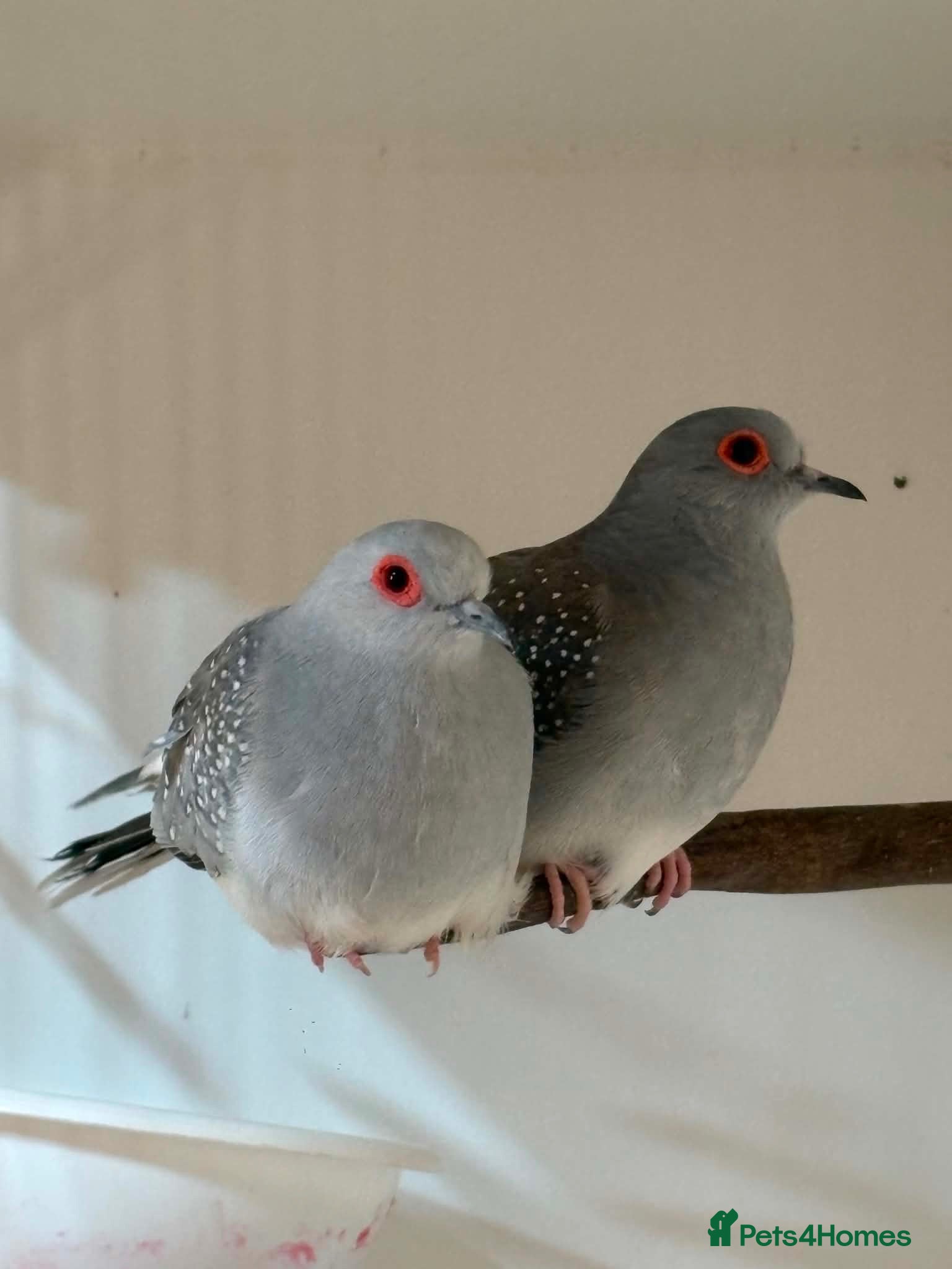 Doves birds Diamond Dove  - Advert 1