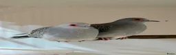 Doves birds for sale: Diamond Dove  in Templecombe - Advert 1