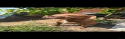 Mixed Breed dogs for sale: Starlight - Advert 2