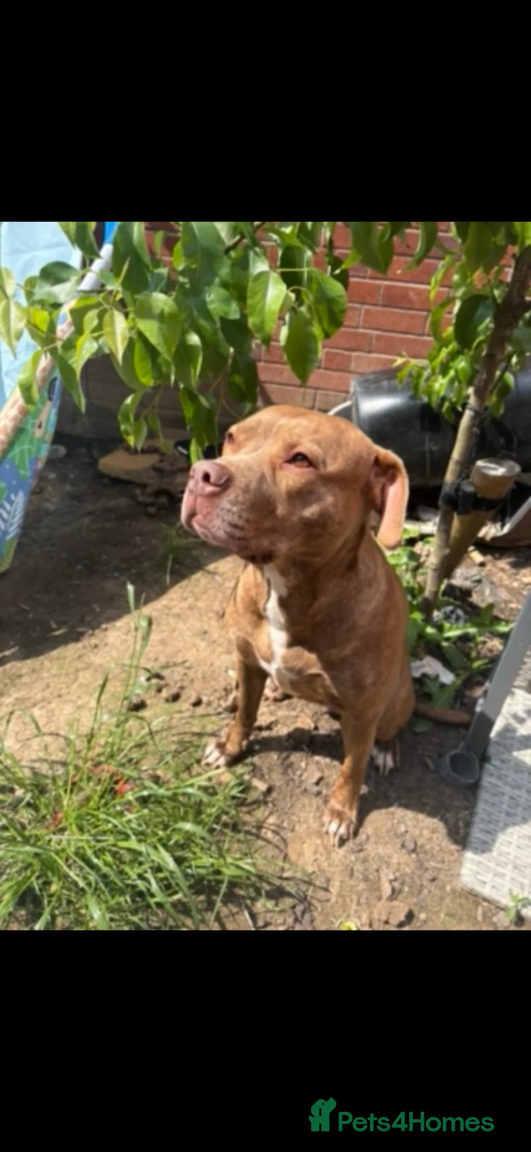Mixed Breed dogs for sale: Starlight - Advert 2