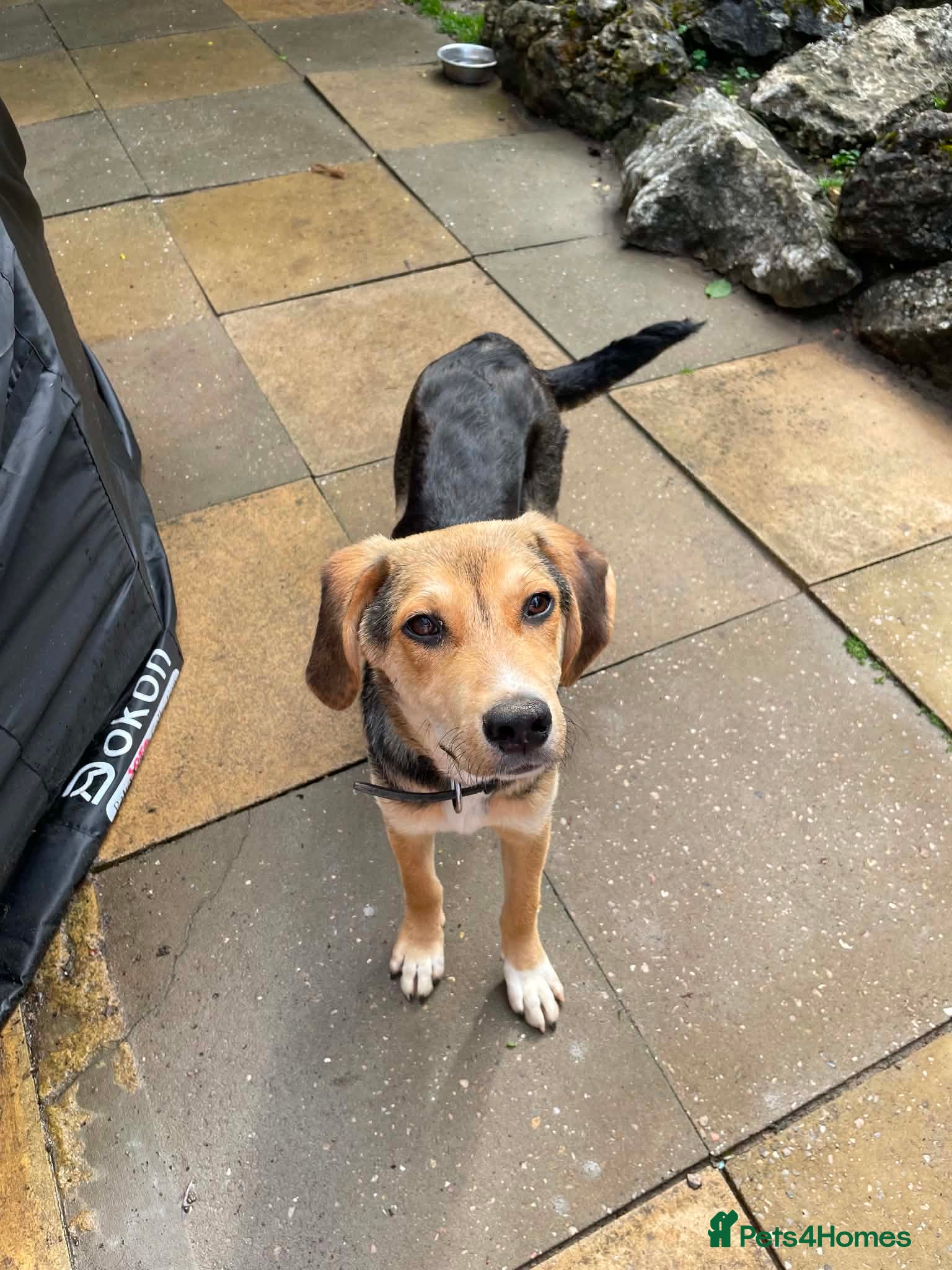 Mixed Breed dogs Quinn is 6 months Macedonian rescue  - Advert 2