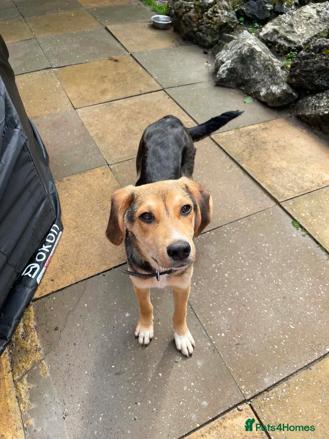 Mixed Breed dogs for adoption: Quinn is 6 months Macedonian rescue  - Advert 1