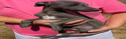 Whippet dogs for sale: Beautiful blue/brindle Whippets  - Advert 8
