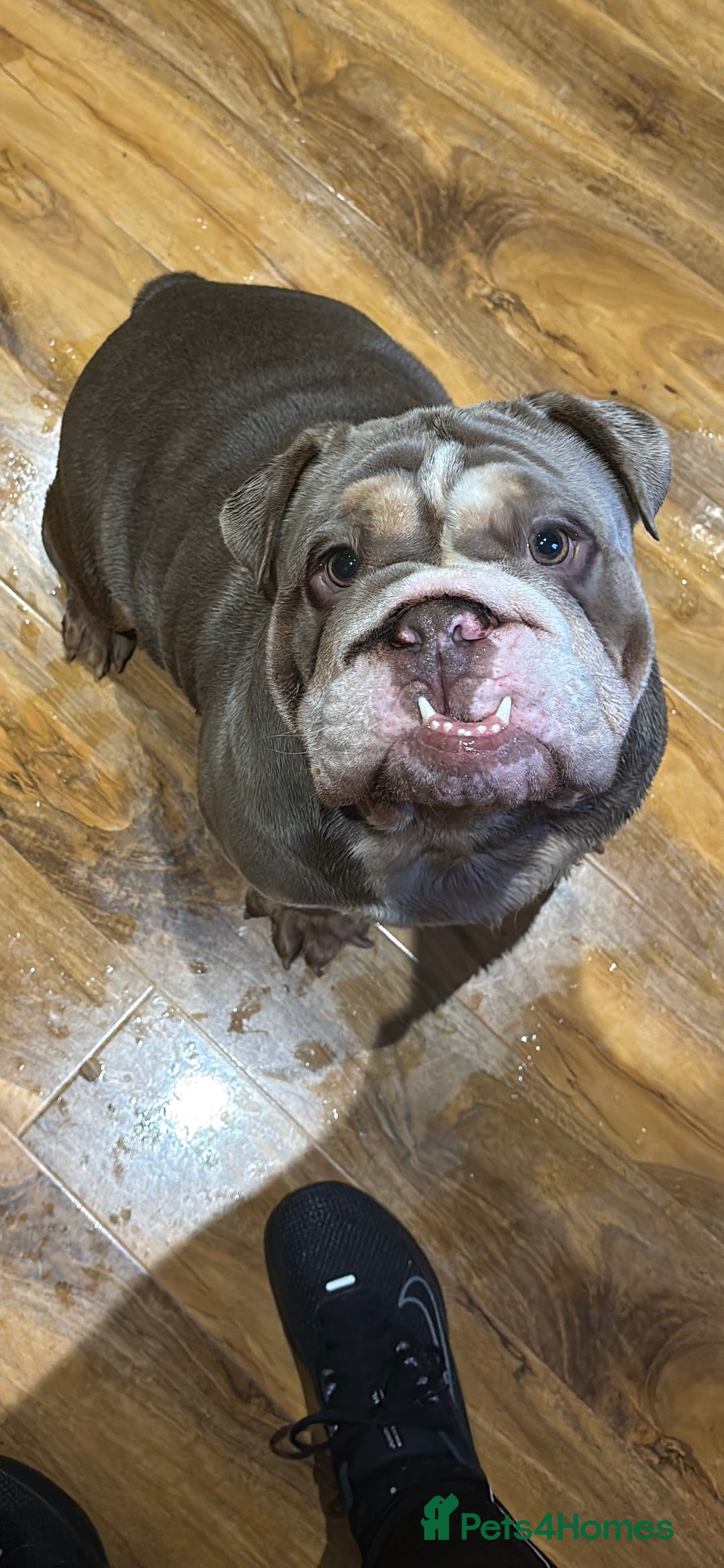 English Bulldog dogs for sale: Bulldog - Image 6