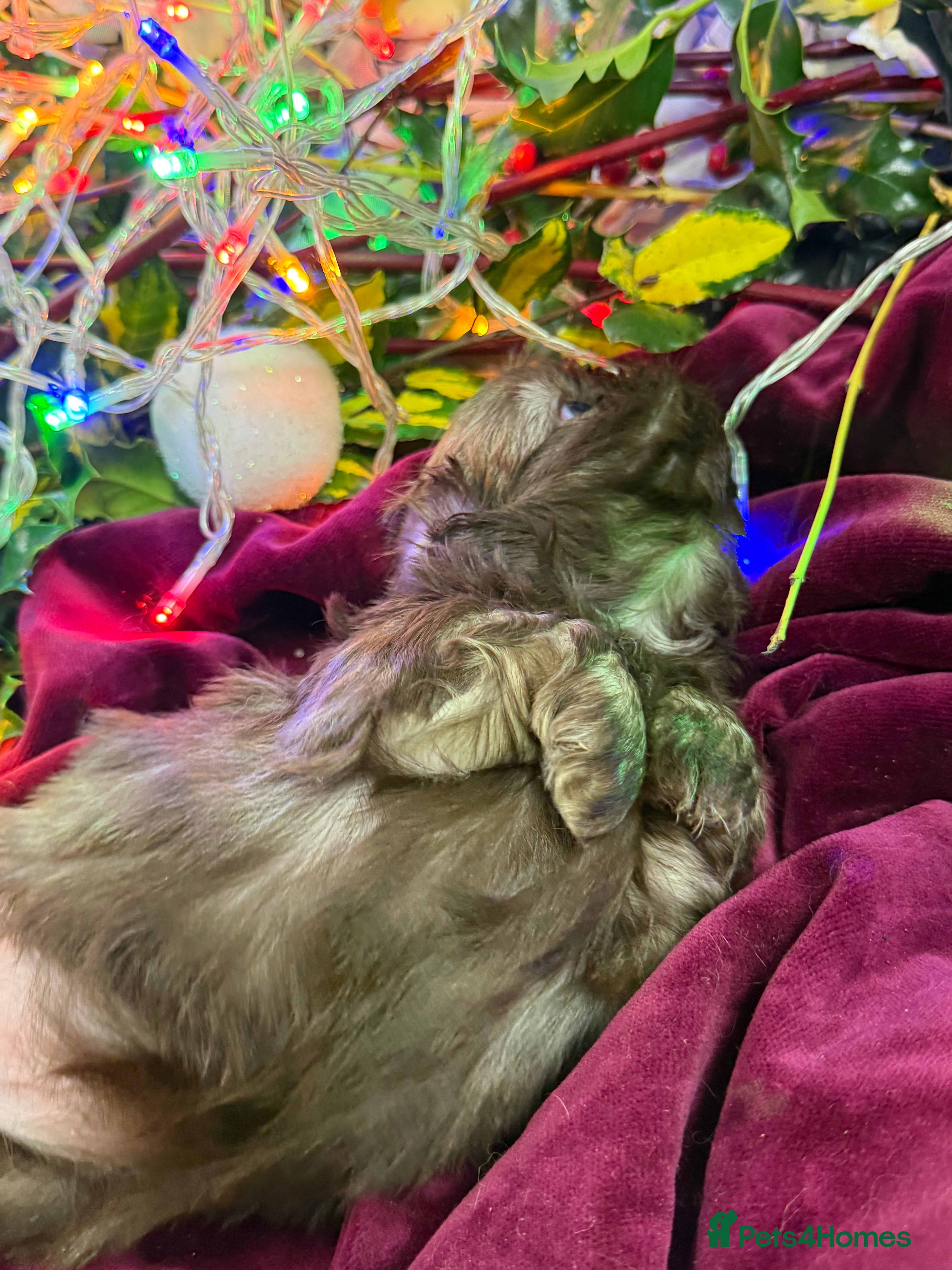 Shih Tzu dogs Super cute Shih tzu pups - Advert 18