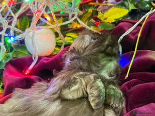 Shih Tzu dogs Super cute Shih tzu pups - Advert 16