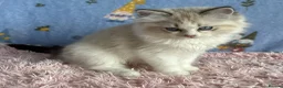 Ragdoll cats for sale: Beautiful TICA Registered Ragdoll Kittens - Advert 25