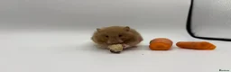 Hamster rodents for sale: Pedigree Syrian hamster pups  - Advert 5