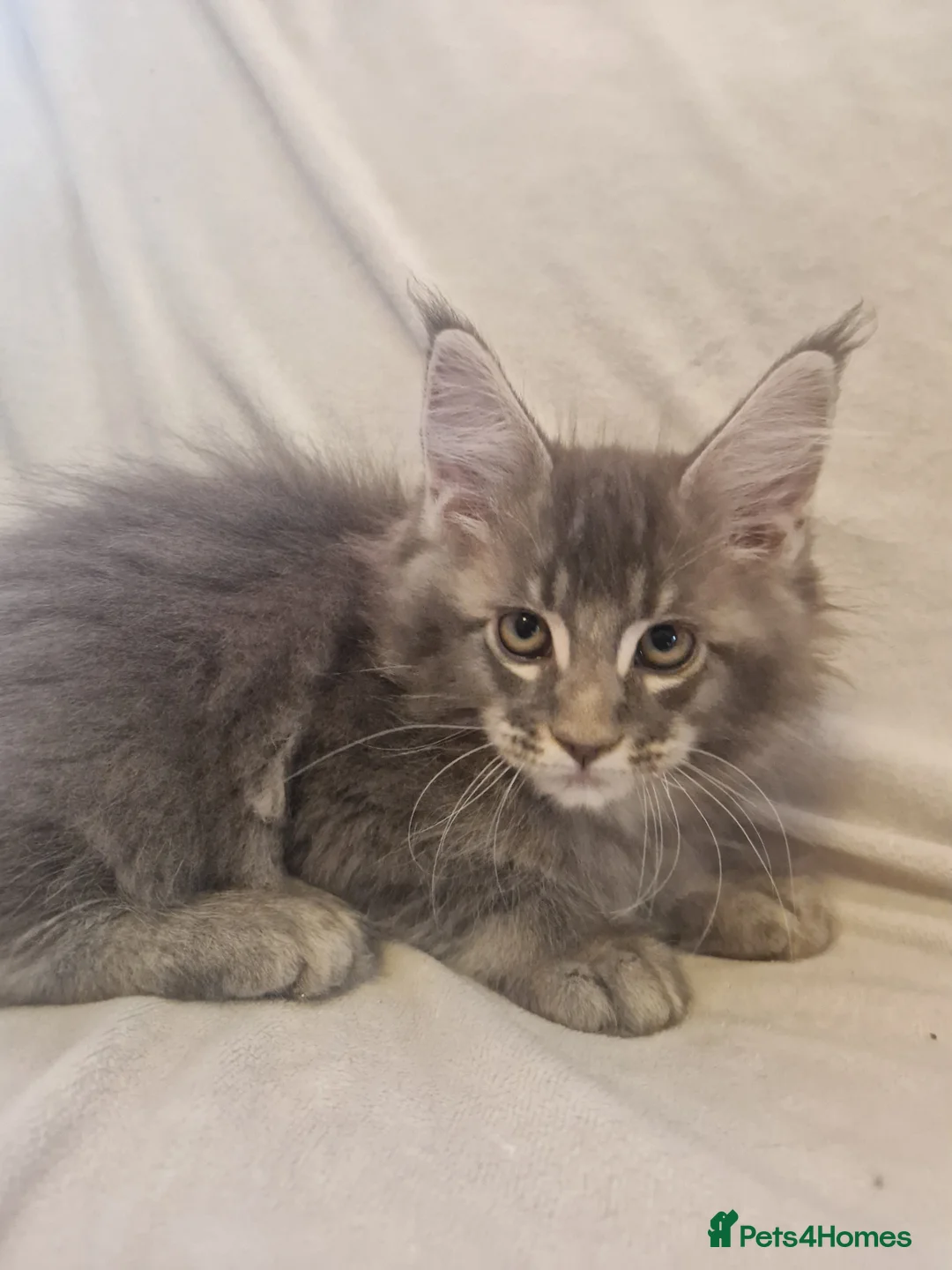 Maine Coon cats for sale: Maine Coon kittens - Advert 16