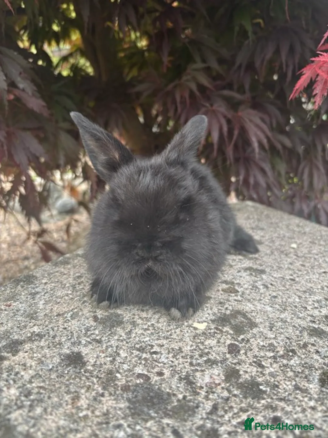 Mixed Breed rabbits for sale: 2 mini lop cross rabbits - 1 female 1 male - Advert 8