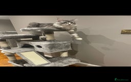 Maine Coon cats for sale: 💙Beautiful Maine Coon (GCCF reg) 💙 - Advert 5