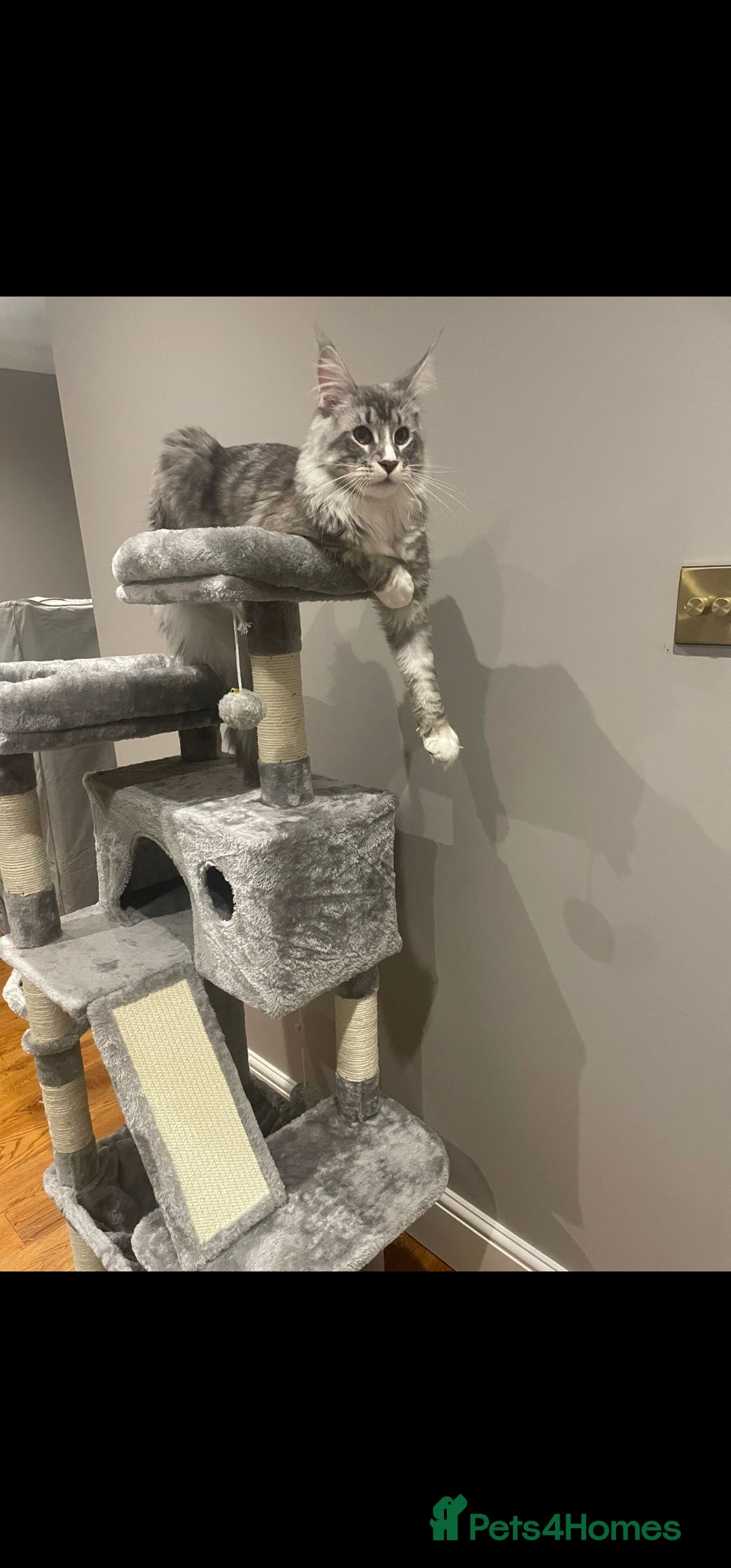 Maine Coon cats for sale: 💙Beautiful Maine Coon (GCCF reg) 💙 - Advert 5