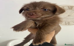 Mixed Breed dogs for sale: Shitzu x Jack Russell puppies  - Image 3