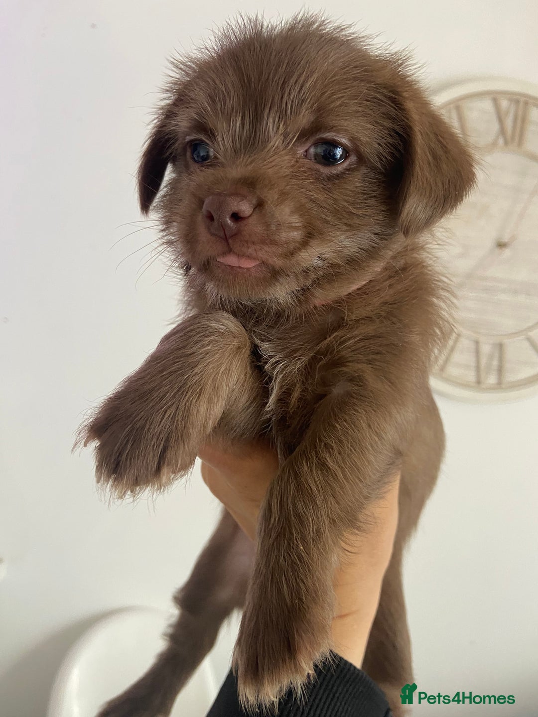 Mixed Breed dogs for sale: Shitzu x Jack Russell puppies  - Image 3