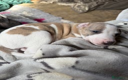 Mixed Breed dogs for sale: Whippet x greyhound puppies  - Image 2