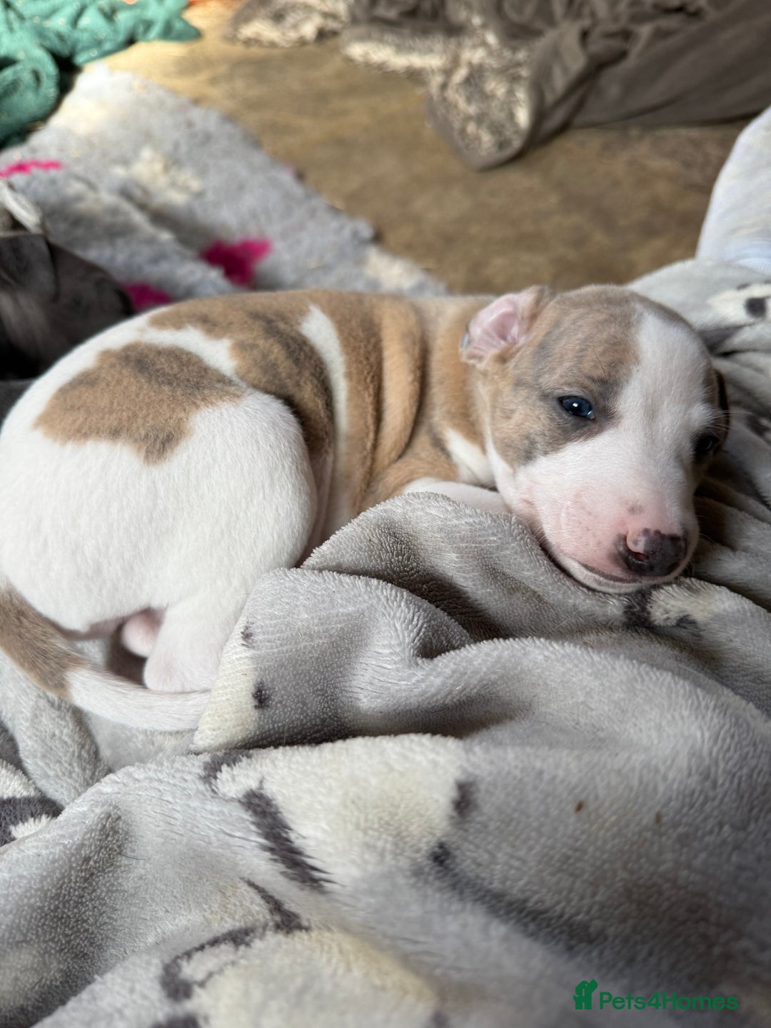 Mixed Breed dogs for sale: Whippet x greyhound puppies  - Image 2