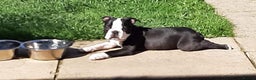 Boston Terrier dogs for stud: Small Proven Boston Terrier Stud in Doncaster - Advert 8