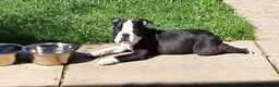 Boston Terrier dogs for stud: Small Proven Boston Terrier Stud in Doncaster - Advert 8