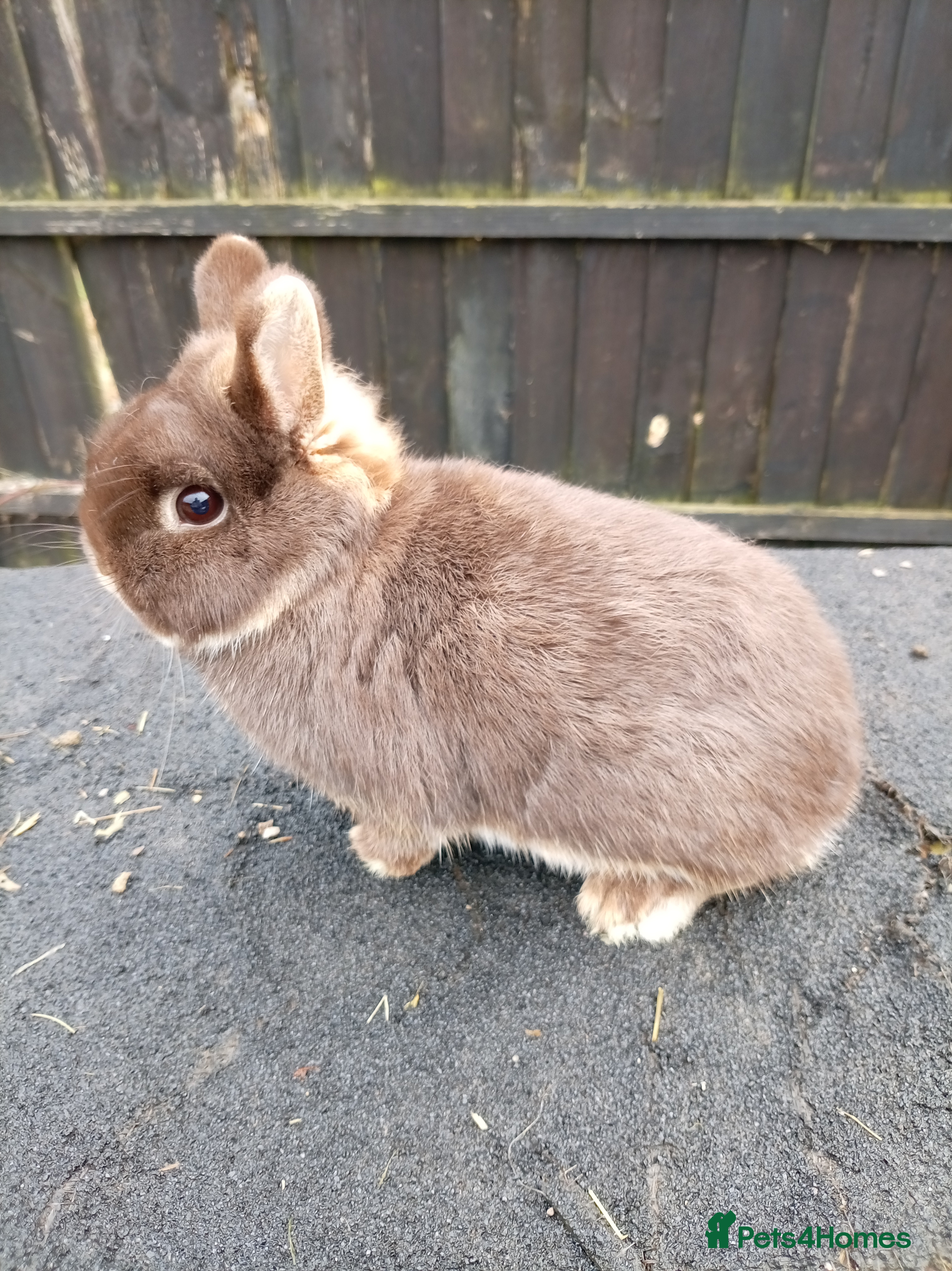 Netherland Dwarf rabbits Netherland dwarf rabbits  - Advert 4