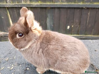 Netherland Dwarf rabbits Netherland dwarf rabbits - Advert 4