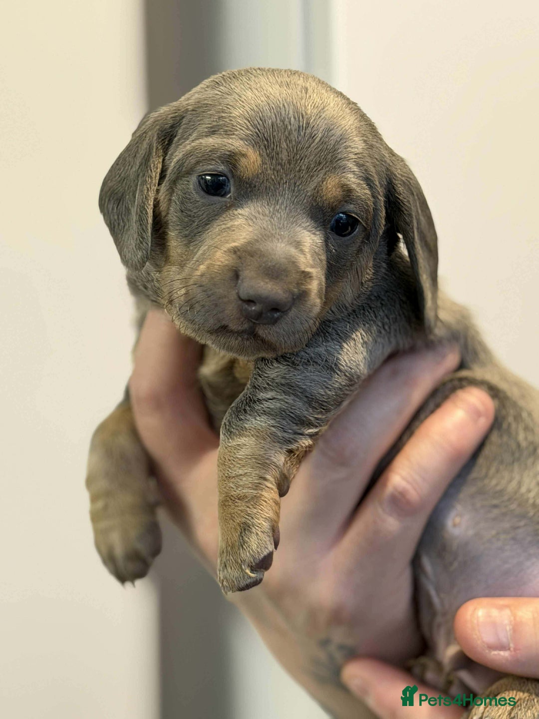 Dachshund dogs for sale: Miniature Dachshunds puppies - Advert 3