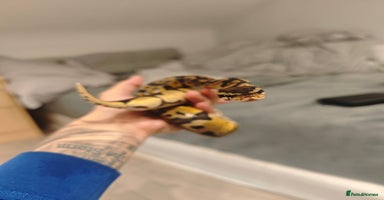 Python Snake reptiles - Advert 5