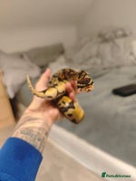 Python Snake reptiles - Advert 5