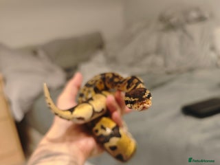 Python Snake reptiles - Advert 3