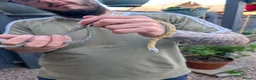 Corn Snake reptiles for sale: Corn snake in Gloucester - Advert 10