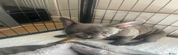French Bulldog dogs for sale: Beautiful French Bulldog Puppies Fluffy Carriers - Advert 15