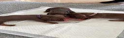 Miniature Dachshund dogs for sale: One beautiful female miniature dachshund puppy in Lincoln - Advert 8