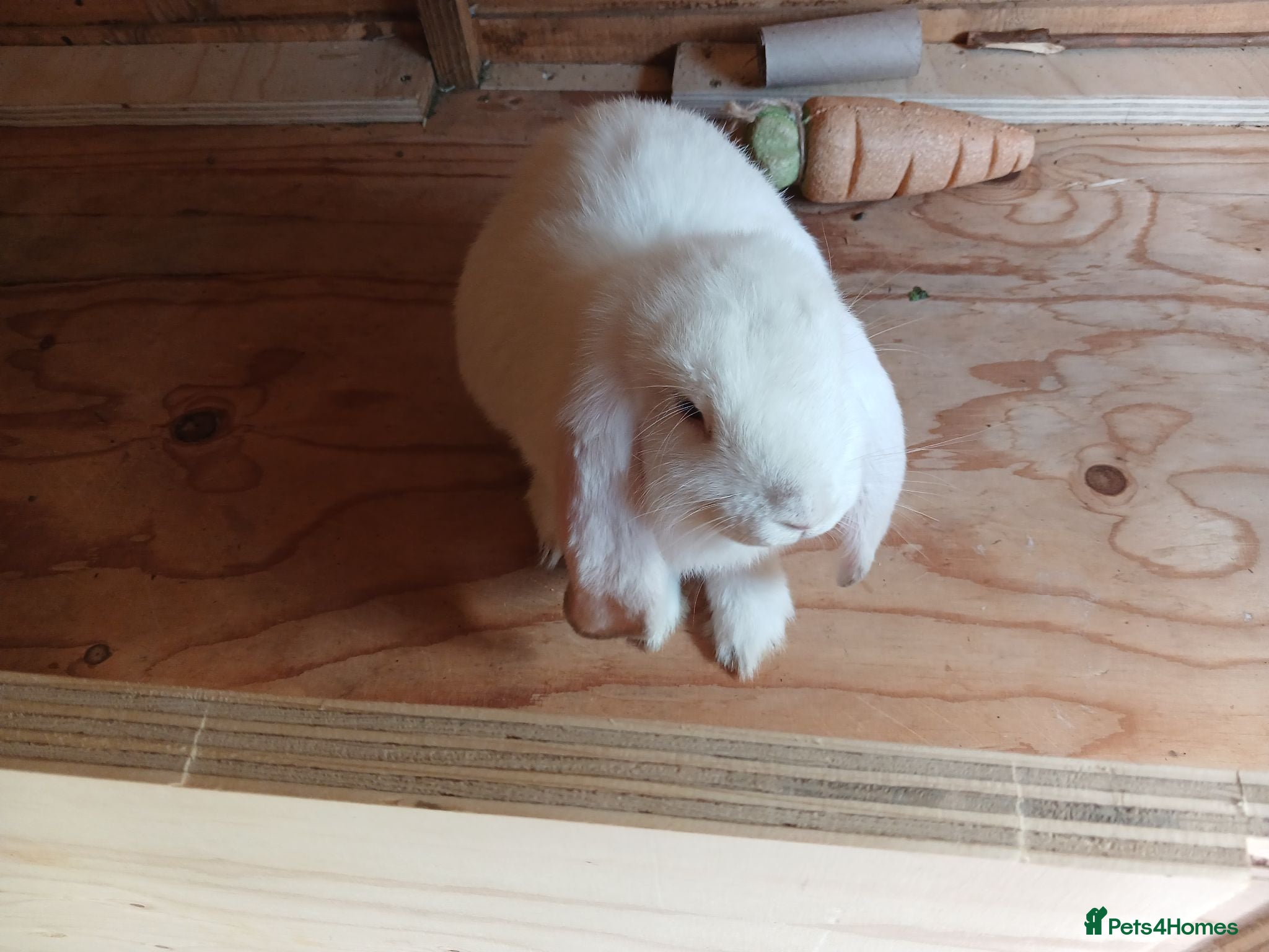 British Giant rabbits 10 week old white female giant french lop - Advert 2