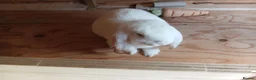 British Giant rabbits for sale: 10 week old white female giant french lop in Bodmin - Advert 1