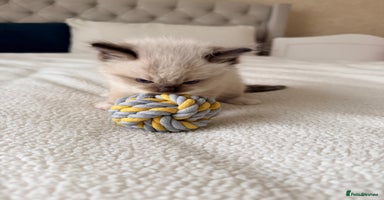 Ragdoll cats - Advert 4