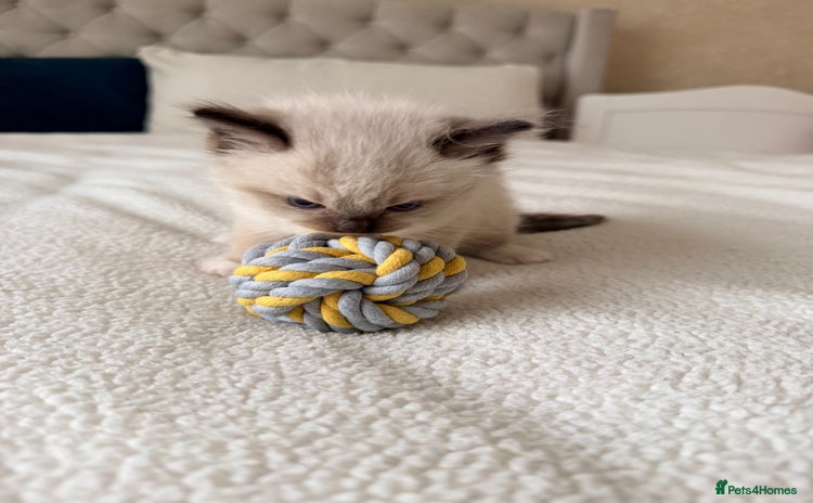 Ragdoll cats - Advert 1