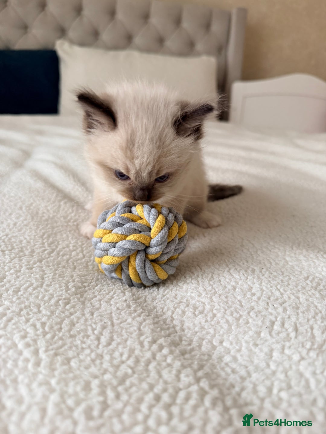 Ragdoll cats for sale: Title: Pure and  Fluffy Pedigree Ragdoll Kittens - Image 7