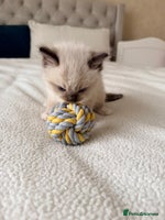 Ragdoll cats - Advert 4