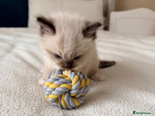 Ragdoll cats - Advert 4