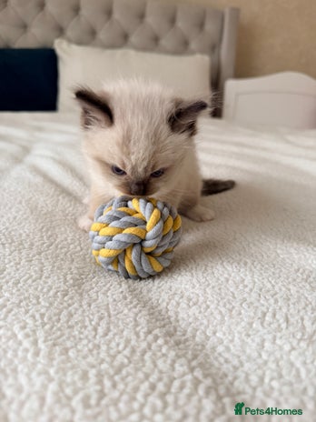 Ragdoll cats - Advert 1