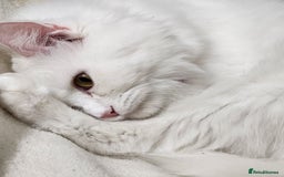 Persian cats for sale: Beautiful & Gentle, white Persian Girl - Image 2