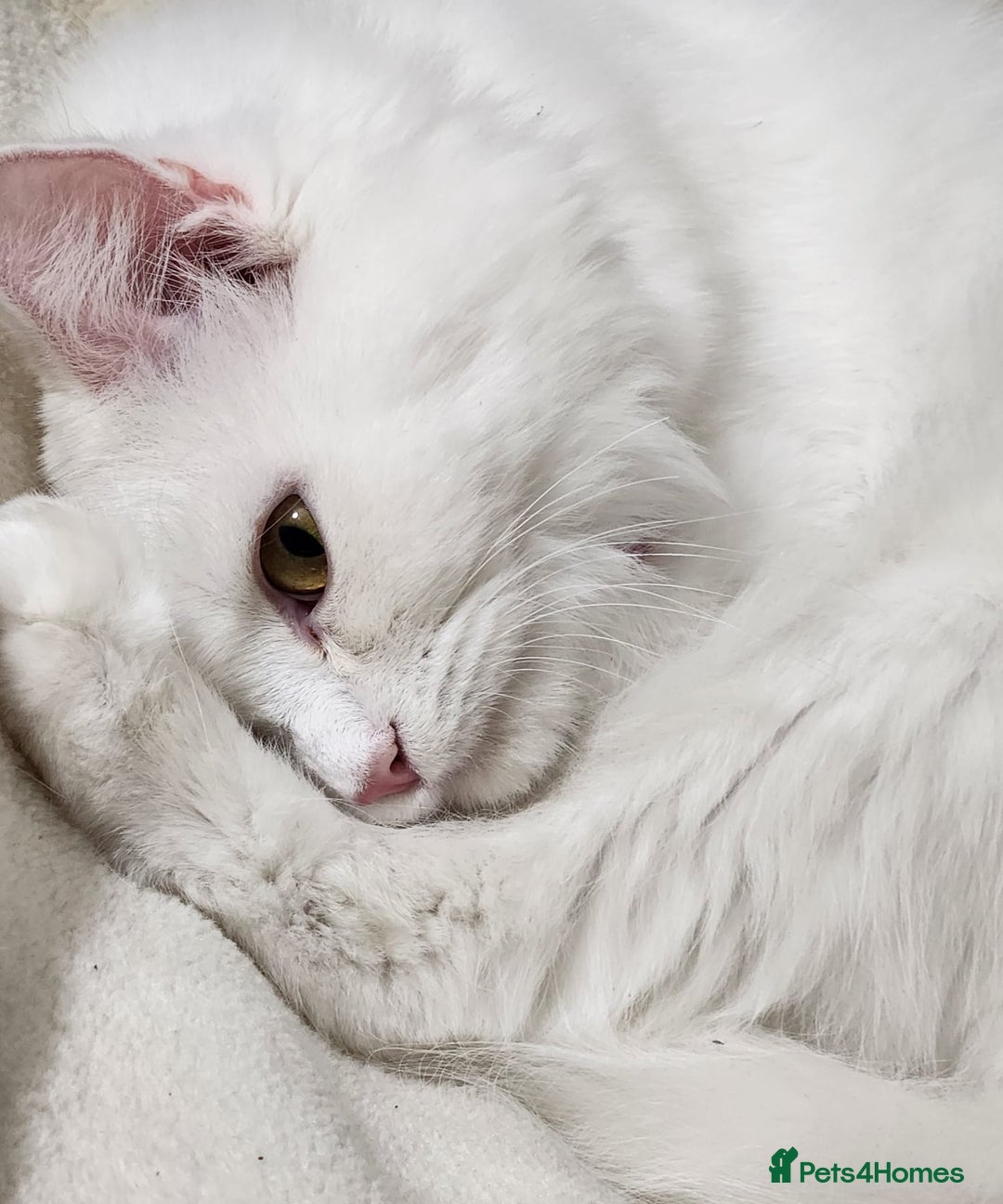 Persian cats for sale: Beautiful & Gentle, white Persian Girl - Image 2