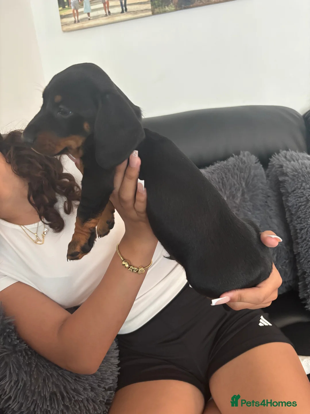 Dachshund dogs for sale: Puppy dachshunds - Advert 9