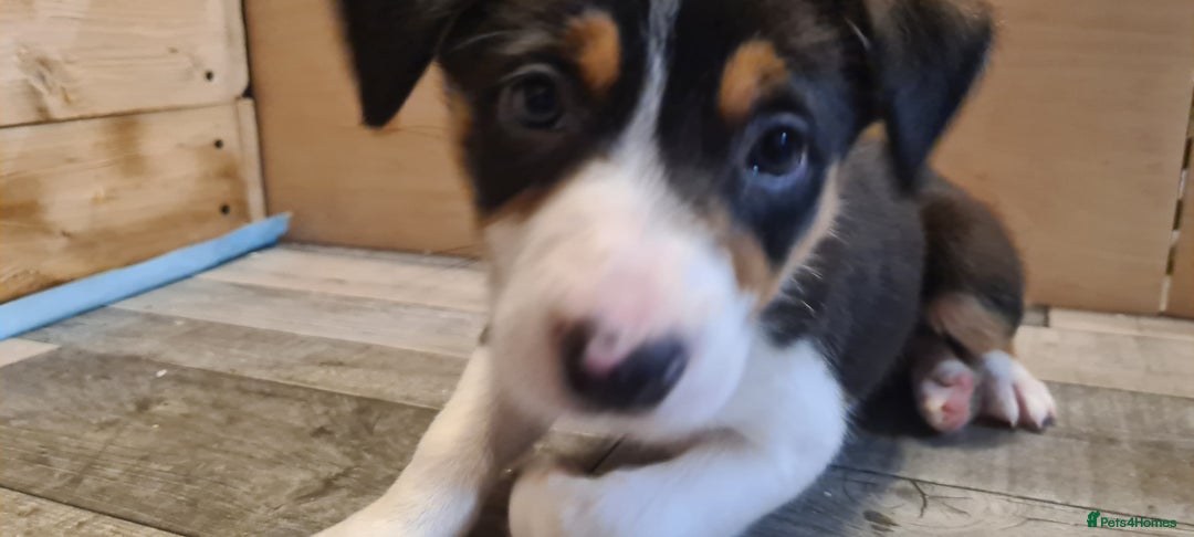 Border Collie dogs for sale: Border collie puppies  - Image 9