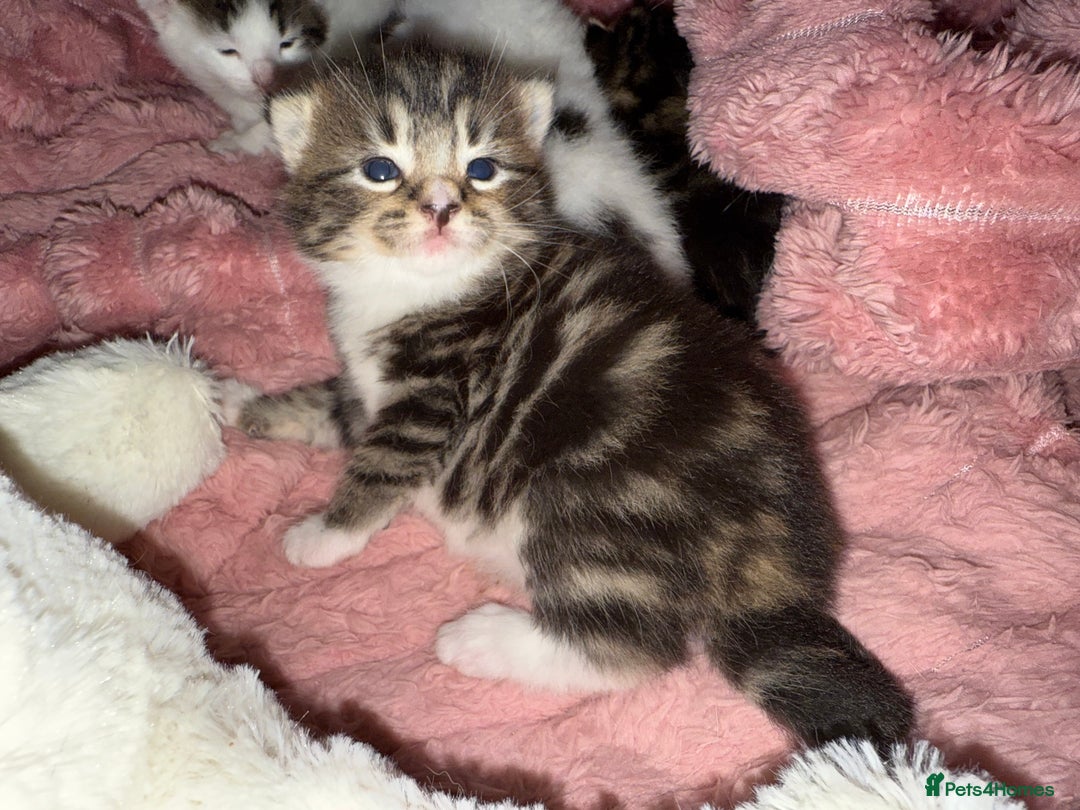 Mixed Breed cats for sale: Tabby and white kittens  - Image 3