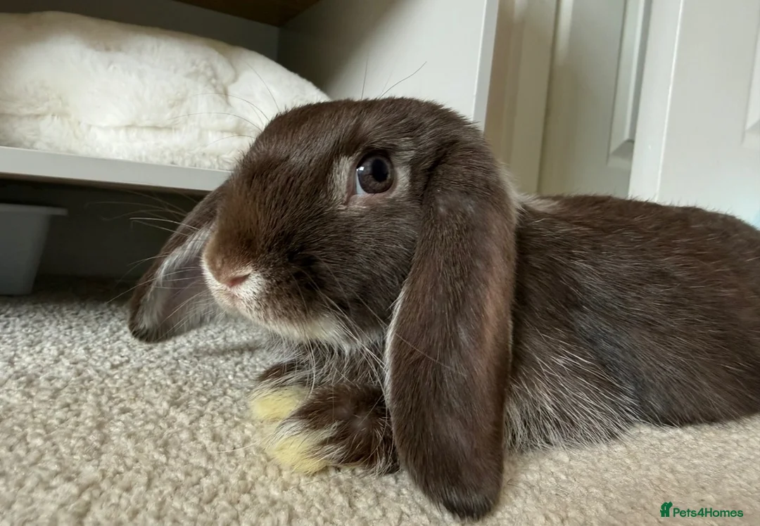 Mini Lop rabbits for sale: 2 mini lop sisters in Telford - Advert 2