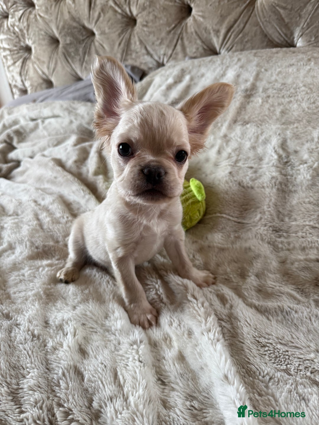 French Bulldog dogs for sale: Stunning Fluffy French bulldog puppies - Advert 3