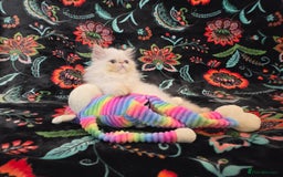 Persian cats for sale: Persian Kittens  - Image 8